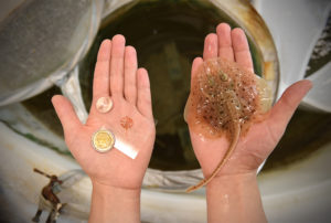 Meet the Robotic Stingrays Made with Rat Heart, Algae, and Plastic Fins