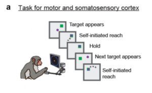 How Machine Learning Is Helping Neuroscientists Crack Our Neural Code