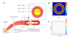 Are There Optical Communication Channels in Our Brains?