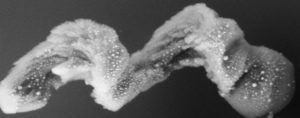 New Nanotweezers Blend Plasmonics With Magnetic Microrobots