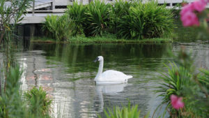 Bevy of Robot Swans Explore Singaporean Reservoirs