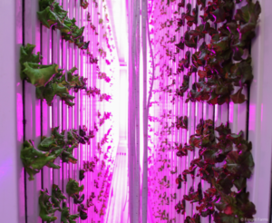 How to grow four tons of food a year in a metal box without sunlight