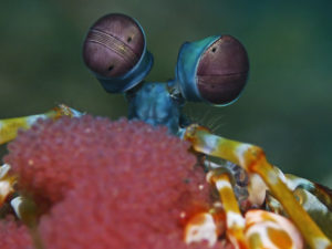 Underwater GPS Inspired by Shrimp Eyes